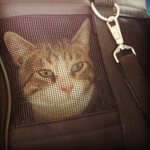 An order of Ornery Cat to go.