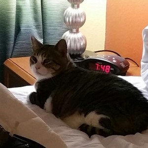 Ivan the (recently) Terrible Hotel Cat