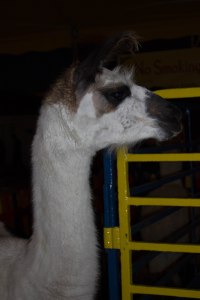 One suave llama.